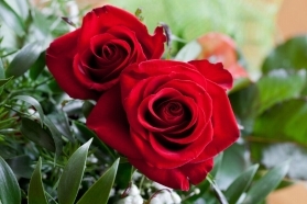 Six Red Roses Bouquet