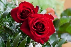 Life of Red Roses Bouquet