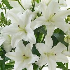 White Light Lilies